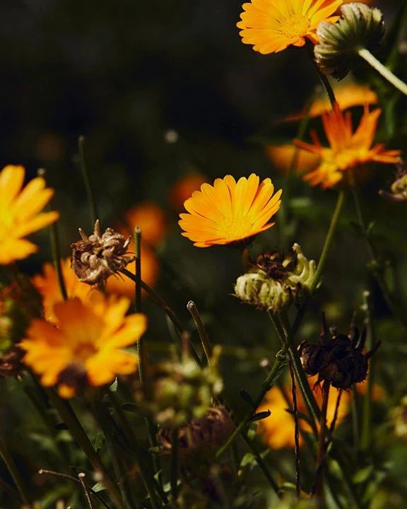Meadow 7